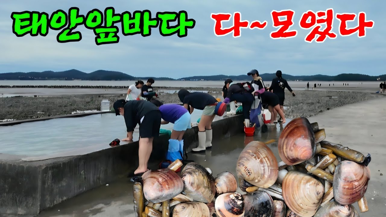 가을철 바닷가에 모두 모인 이유!! 지금 태안은 난리입니다