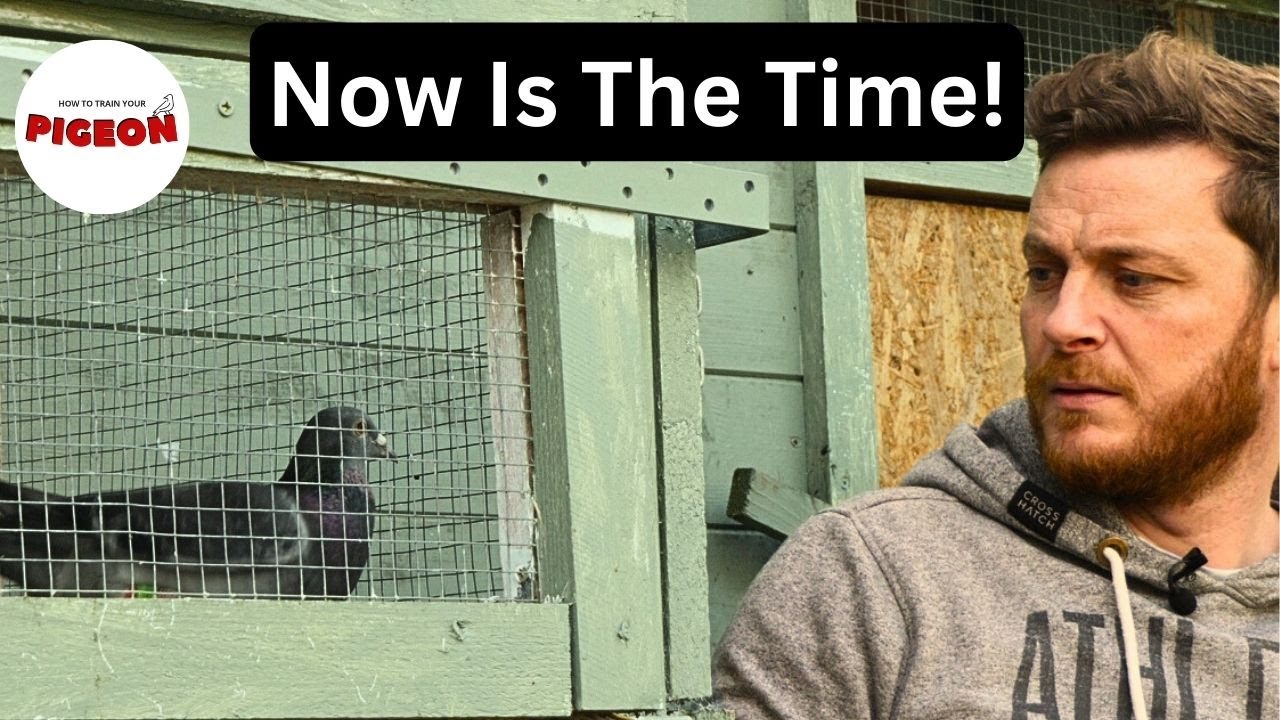 (Ep.81) Why Now for Pigeon Racing