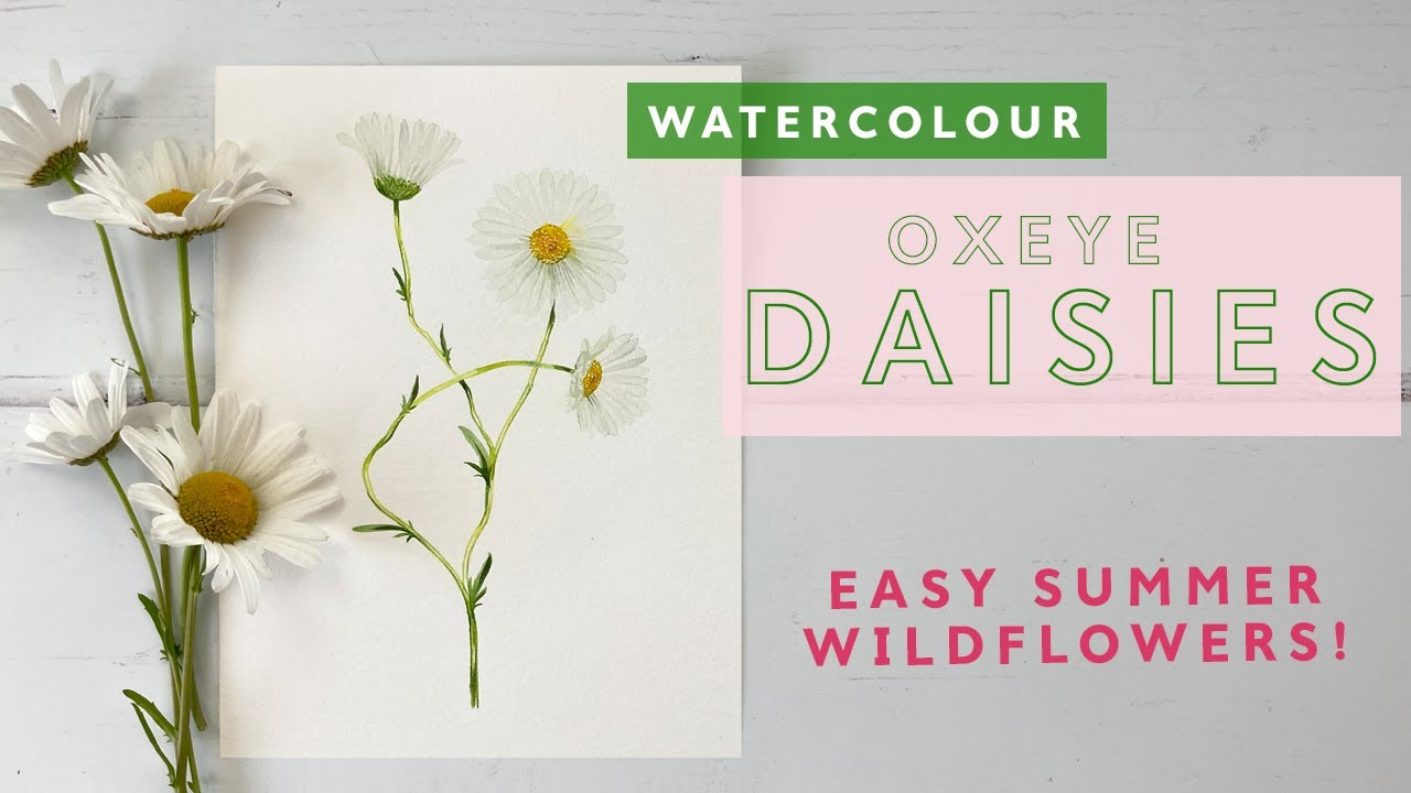 Watercolour Oxeye Daisies | Simple Summer Wildflowers