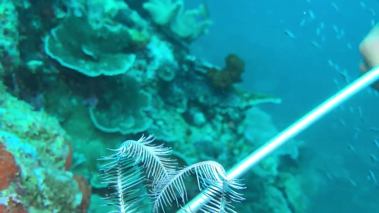 Disguising itself as a crinoid 