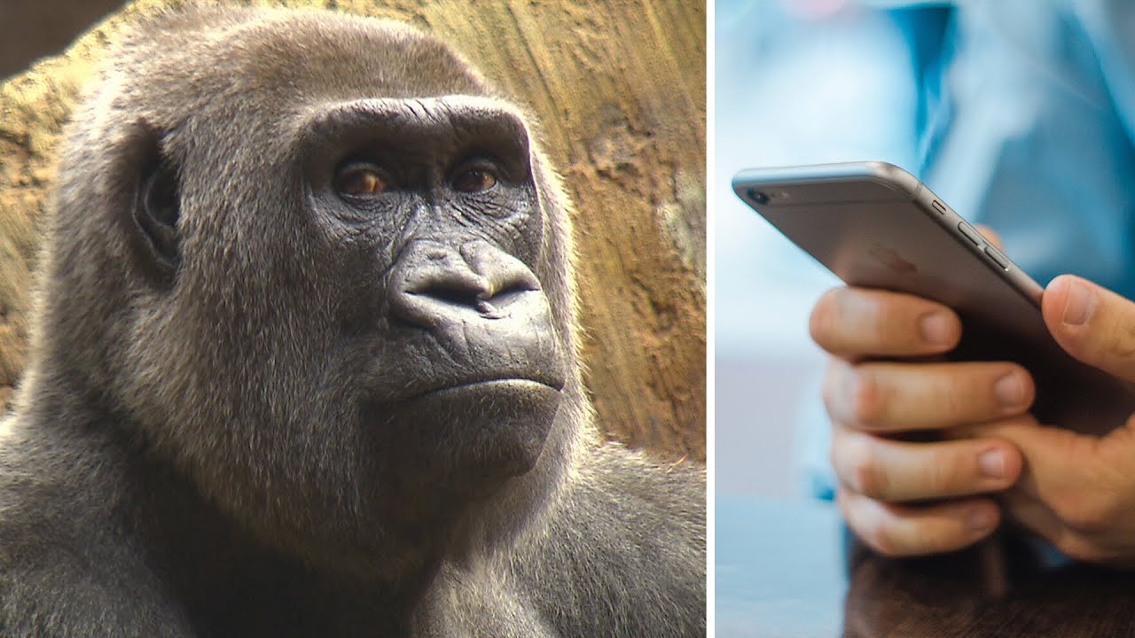 Phone-addicted gorillas? Toronto Zoo cuts down on device time for the primates