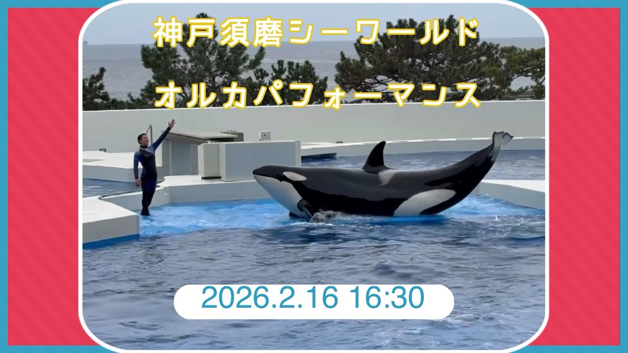神戸須磨シーワールド　オルカパフォーマンス　2026.2.16 16:30