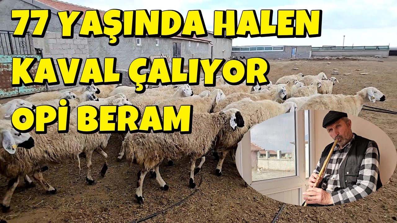 77 YAŞINDA HALEN KAVAL ÇALIYOR OPİ BERAM