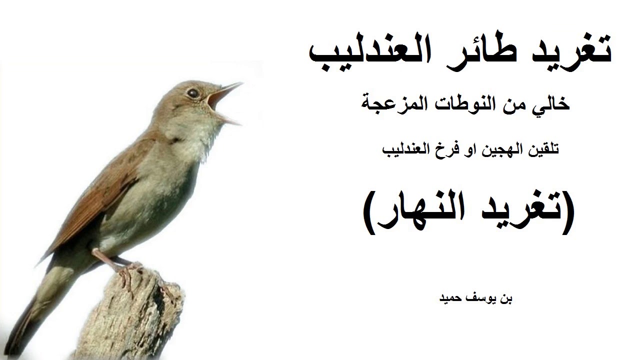 تغريد النهار لطائر العندليب وضعته تلبية لطلبكم لكثرة الطلب عليه خالي من النوطات المزعجة