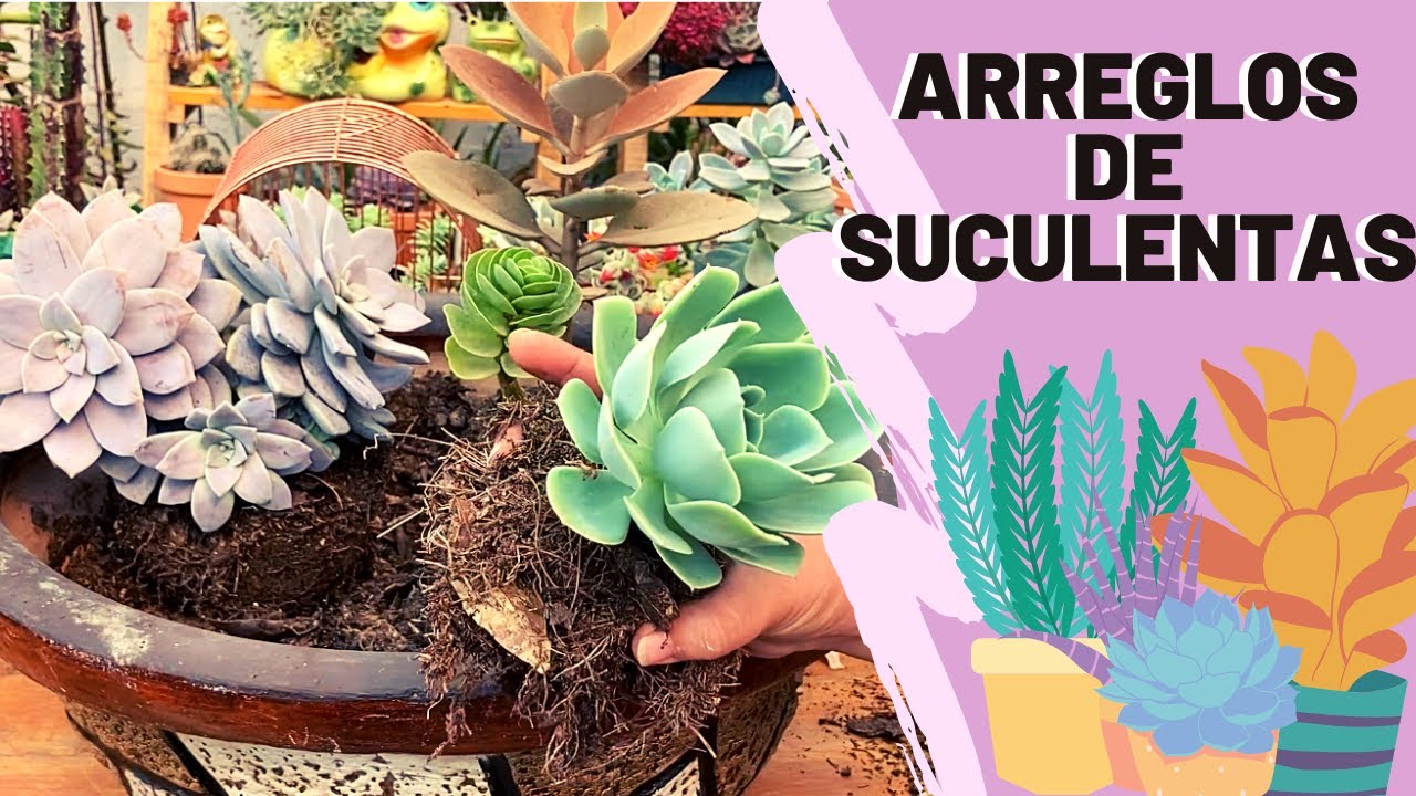 Como hacer un hermoso arreglo de Suculentas