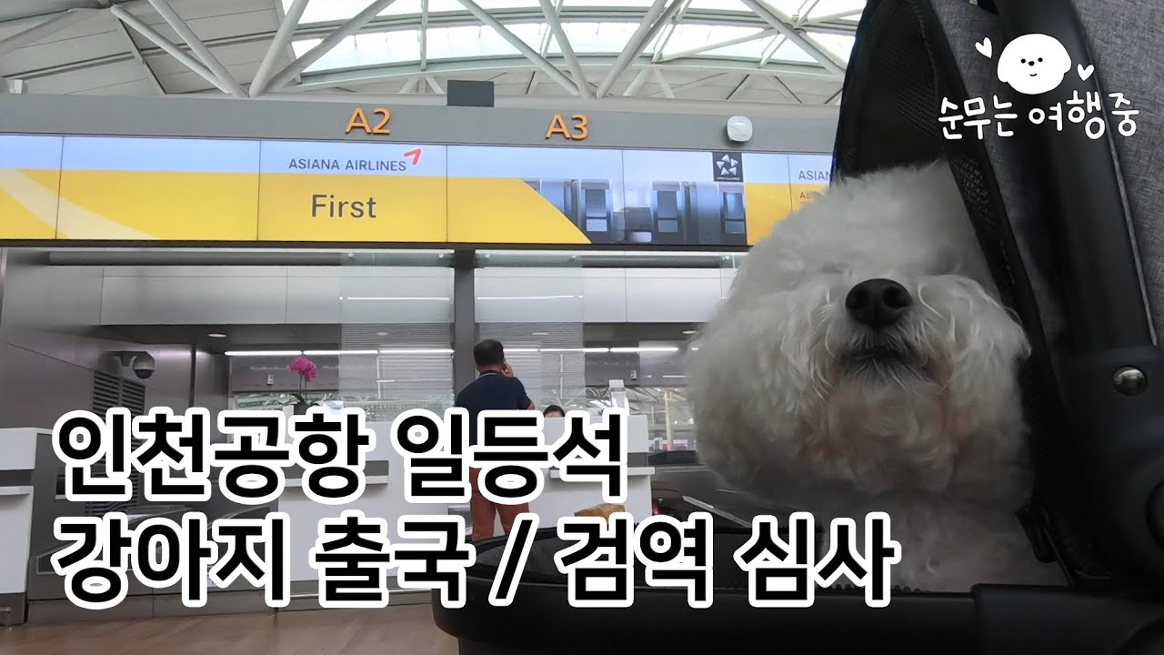 (강아지랑 출국하기) 인천공항 동물 검역 심사 및 아시아나 퍼스트클래스 체크인/라운지