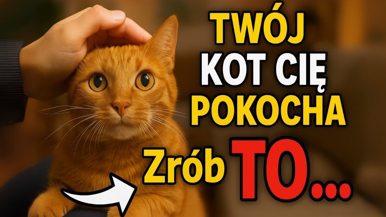 Kot Cię pokocha... ZRÓB TE 10 RZECZY