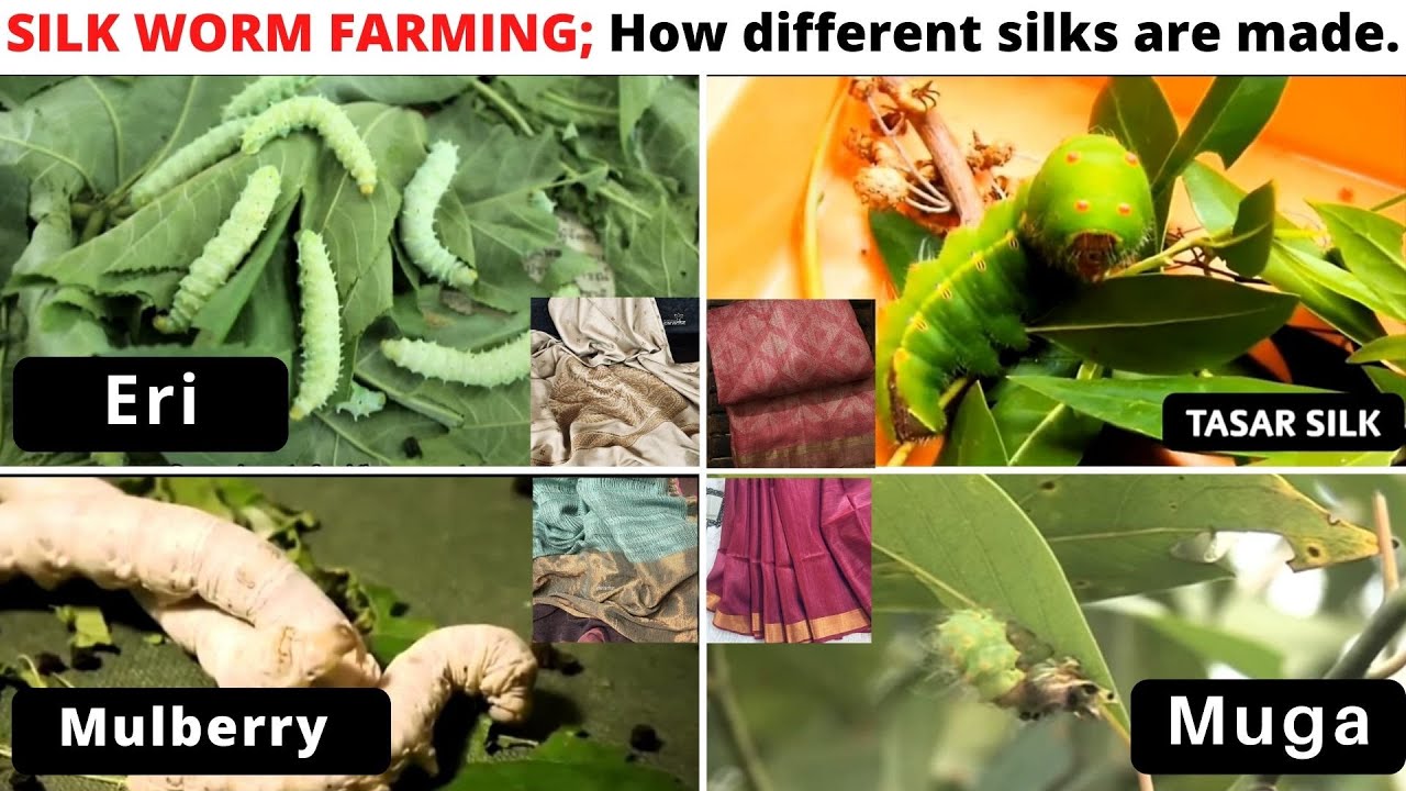 SILK WORM FARMING;How different silks are made//