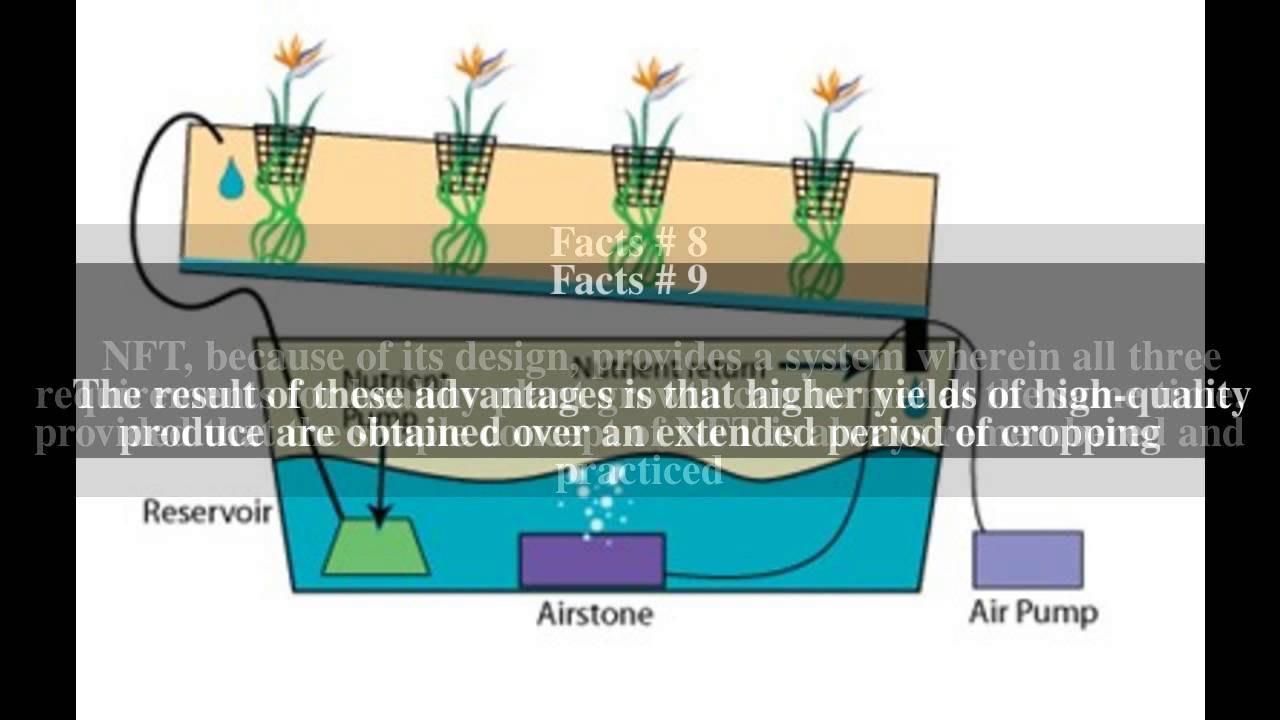 Nutrient film technique Top # 25 Facts