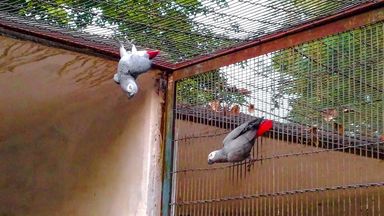 African Grey Parrot / Visit Birds Setup / Parrots Breeding Season