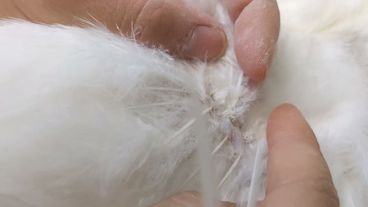 Comment traiter naturellement les poules contre les poux mallophages