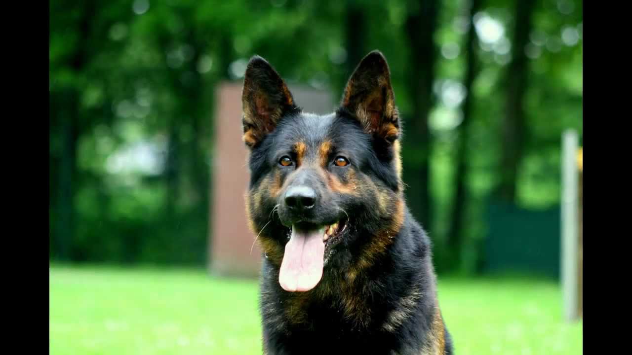 Otis del Lupo Nero