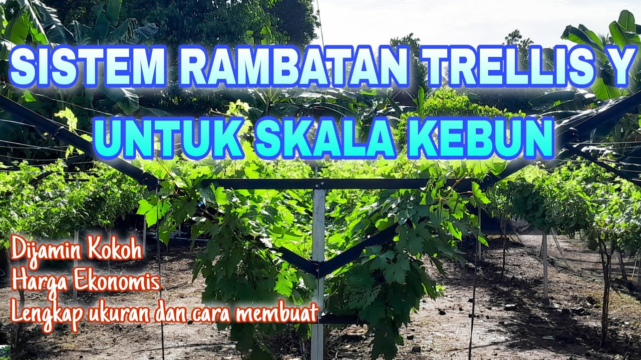 Eps 18 - Sistem Ramabatan Trellis Y untuk Kebun Anggur