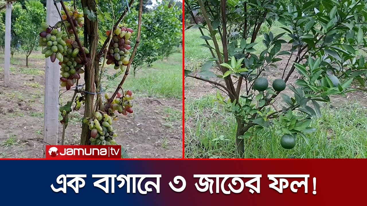 রাজবাড়ীতে মিশ্র ফলের বাগান; বাড়াচ্ছে কৃষির বহুমুখিতা | Rajbari Mixed Fruit Nursery | Jamuna TV