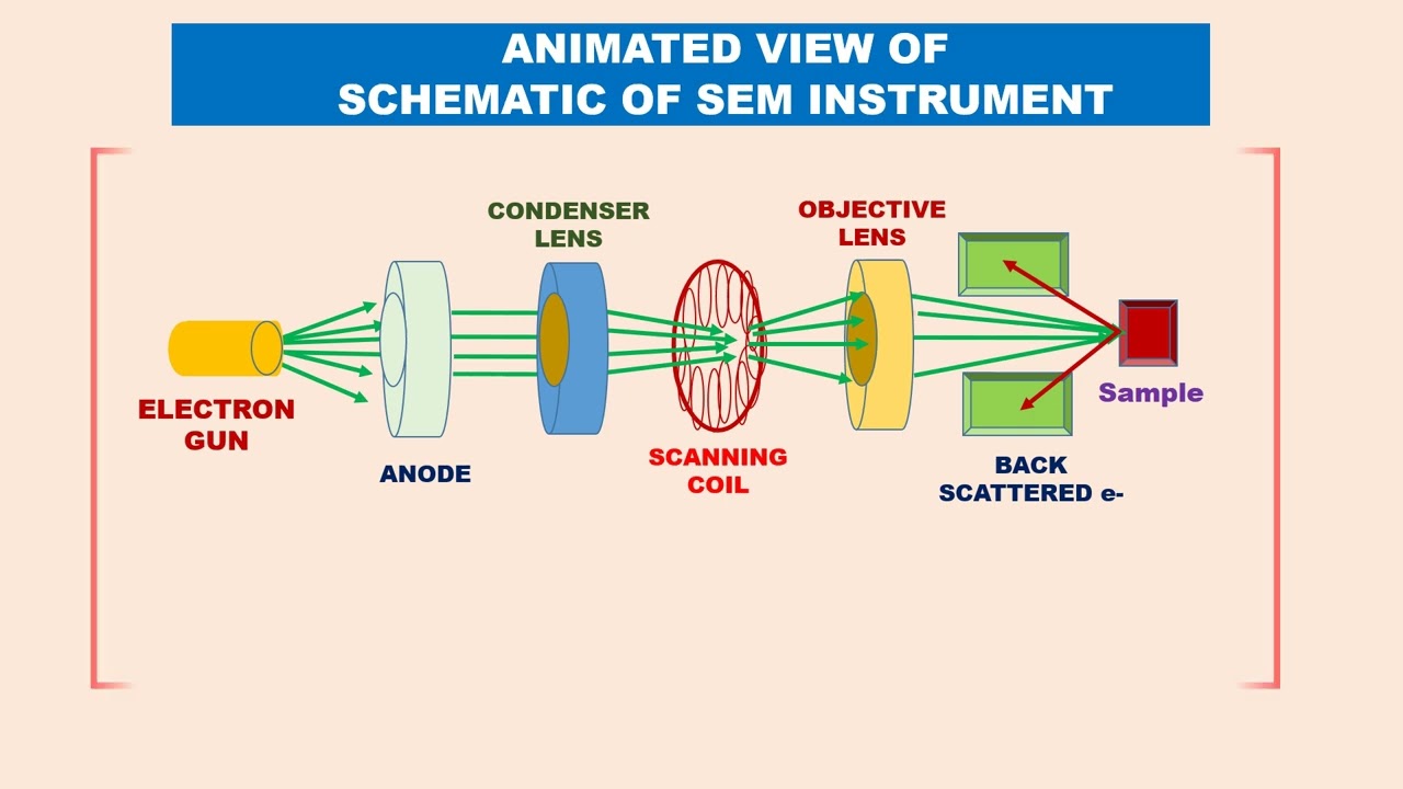 Tamil Animated SCANNING ELECTRON MICROSCOPY SEM PRINCIPLE INSTRUMENT uses 2 TYPES optical microscope