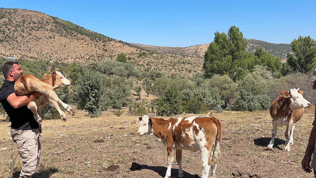 ARAZ VE DİLSİZ ÇOBAN DAYINDAN DANA ALDIK