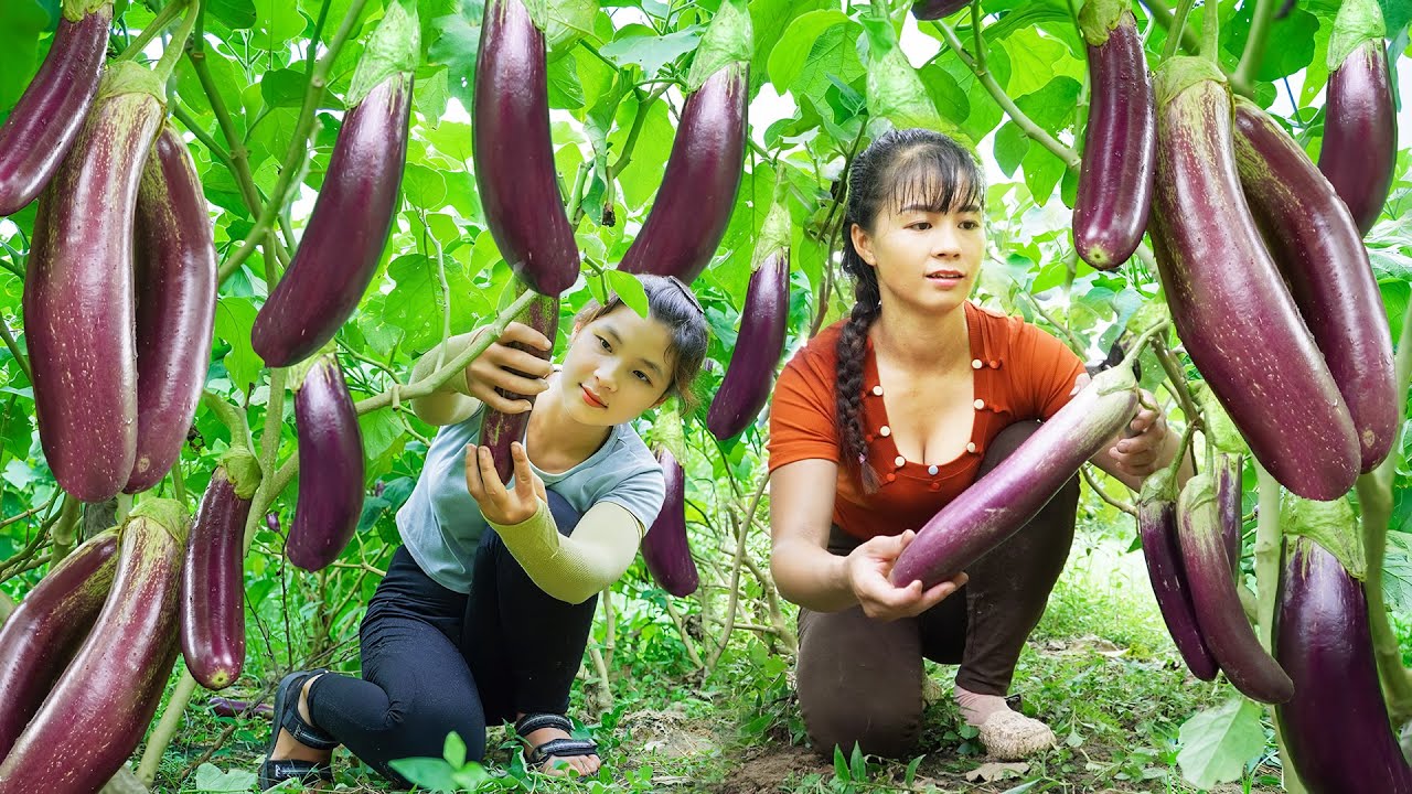Harvest Many Eggplant With My Sister Phuong-Free Bushcraft Go To Market Sell - Huyền New Life
