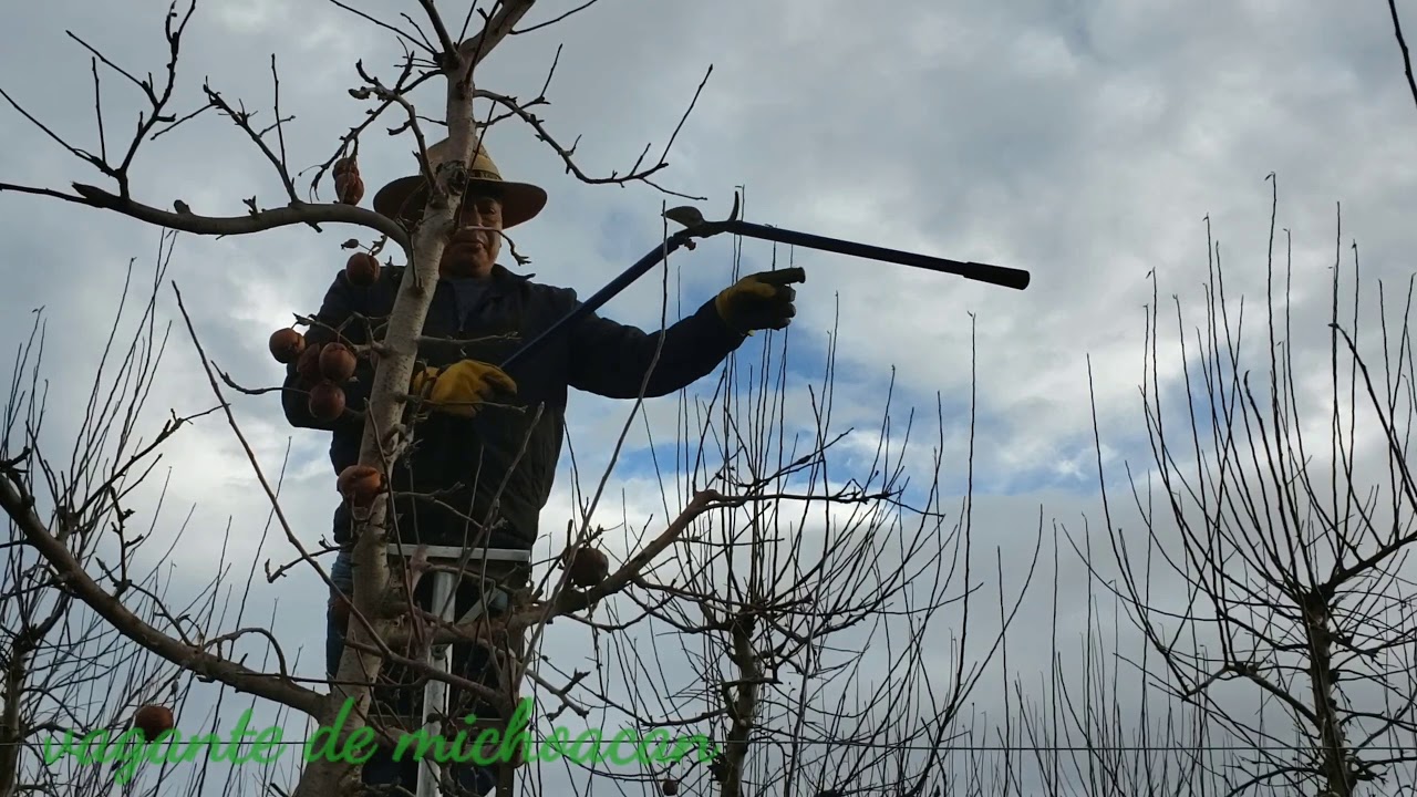 Como podar arboles de manzana gala en Washington