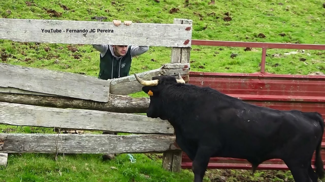 JAF - O Trabalho Mais Perigoso - This Is The Most Dangerous Work - Terceira Island - Azores