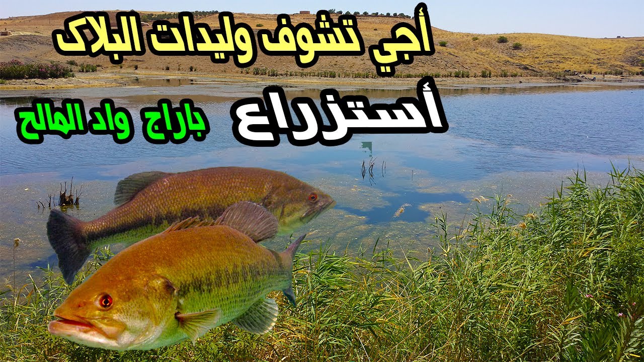 💥أستزراع البلاك🐟 في واد المالح 80,000 سمكة فنهار واحد💥