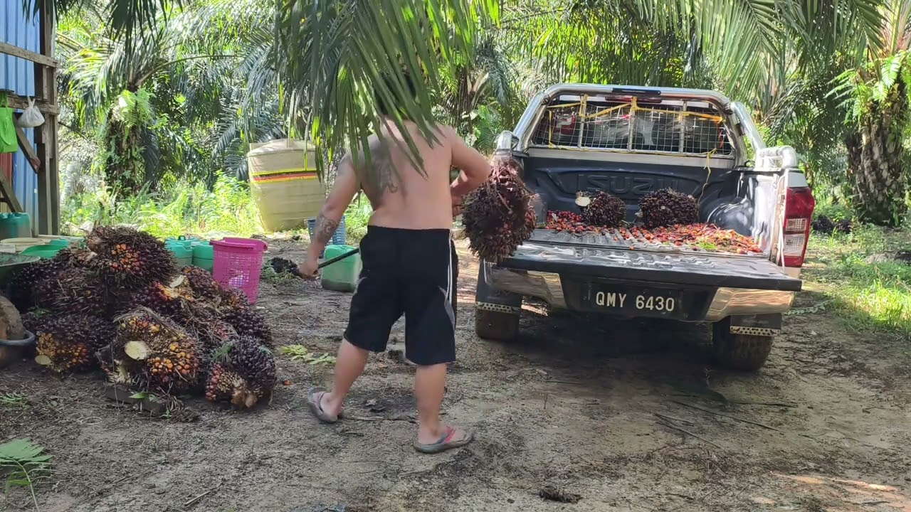 Panen sawit//  buah kurang harga ada manis sikit..