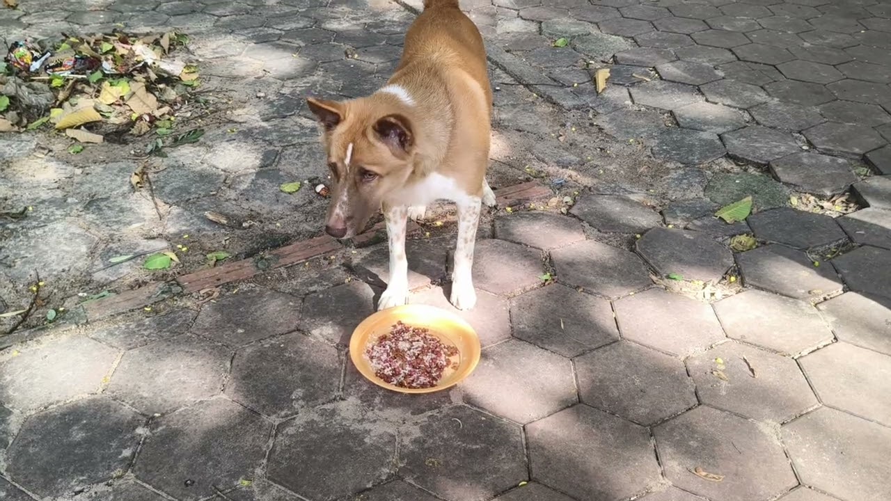 Feeding Routine for stray paws#dog #animallife #animals #pets #petlover #viralvideo 