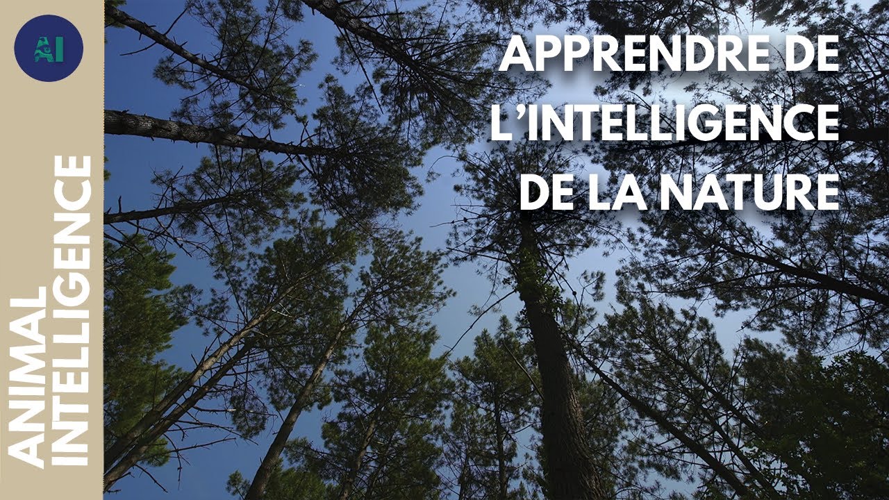 Préserver la forêt des Landes I IA