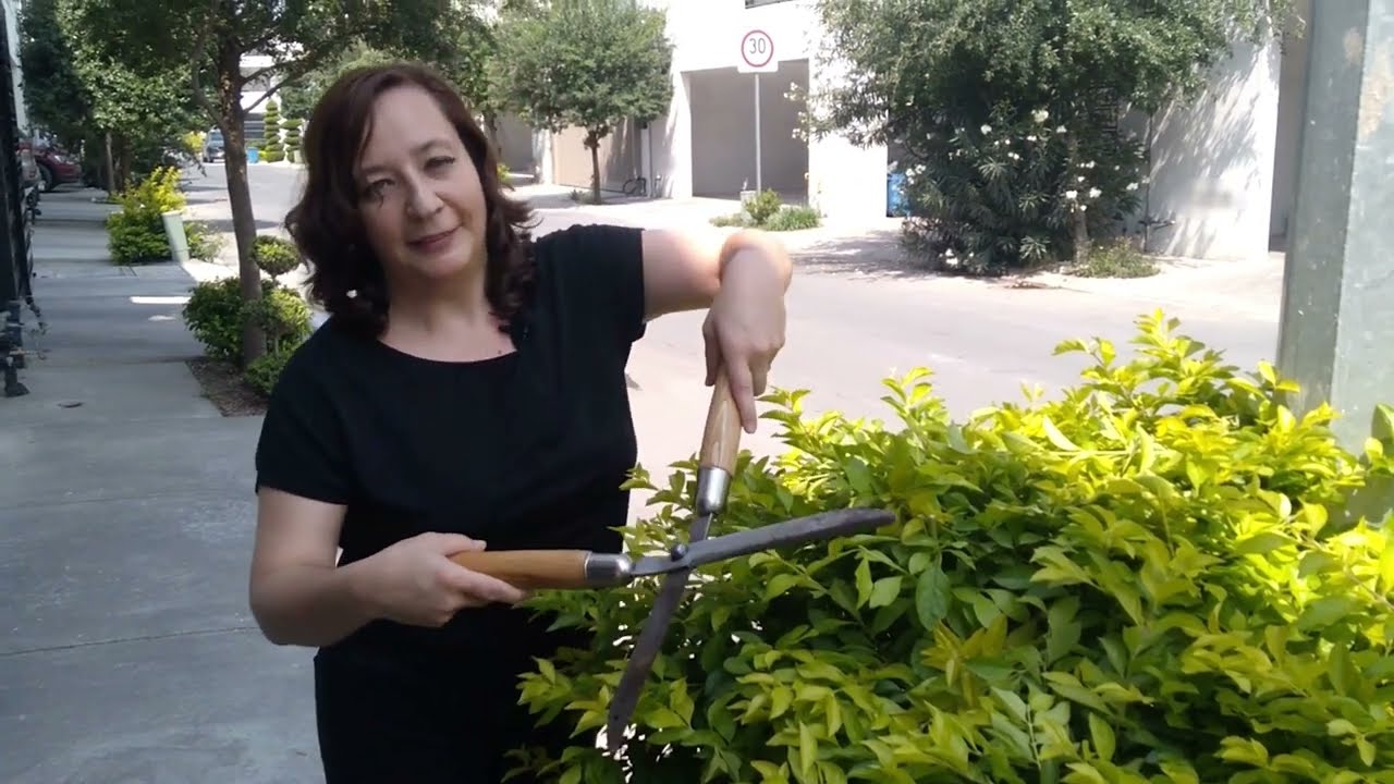Corte de Duranta en forma Redonda con tijera 🌳