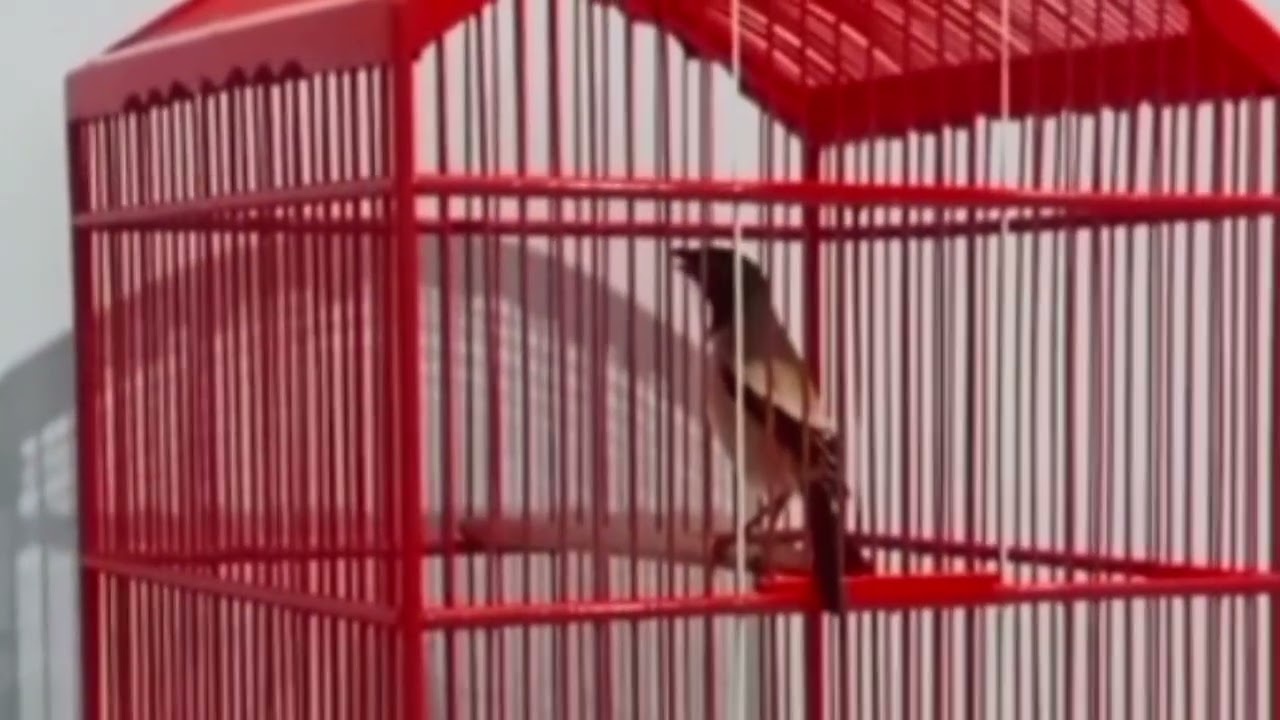 TEMBAKANYA KONSLET KAYAK JALAN TOL BOLO #cendetgacor #bodbodcendet #masteran #ternakcendet #burung