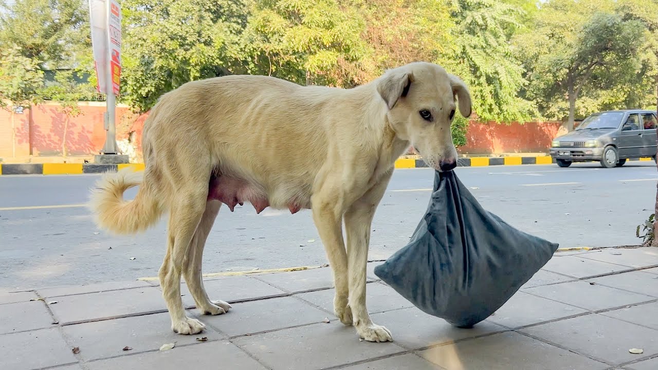 A dog carried a pillow to keep her puppies warm.