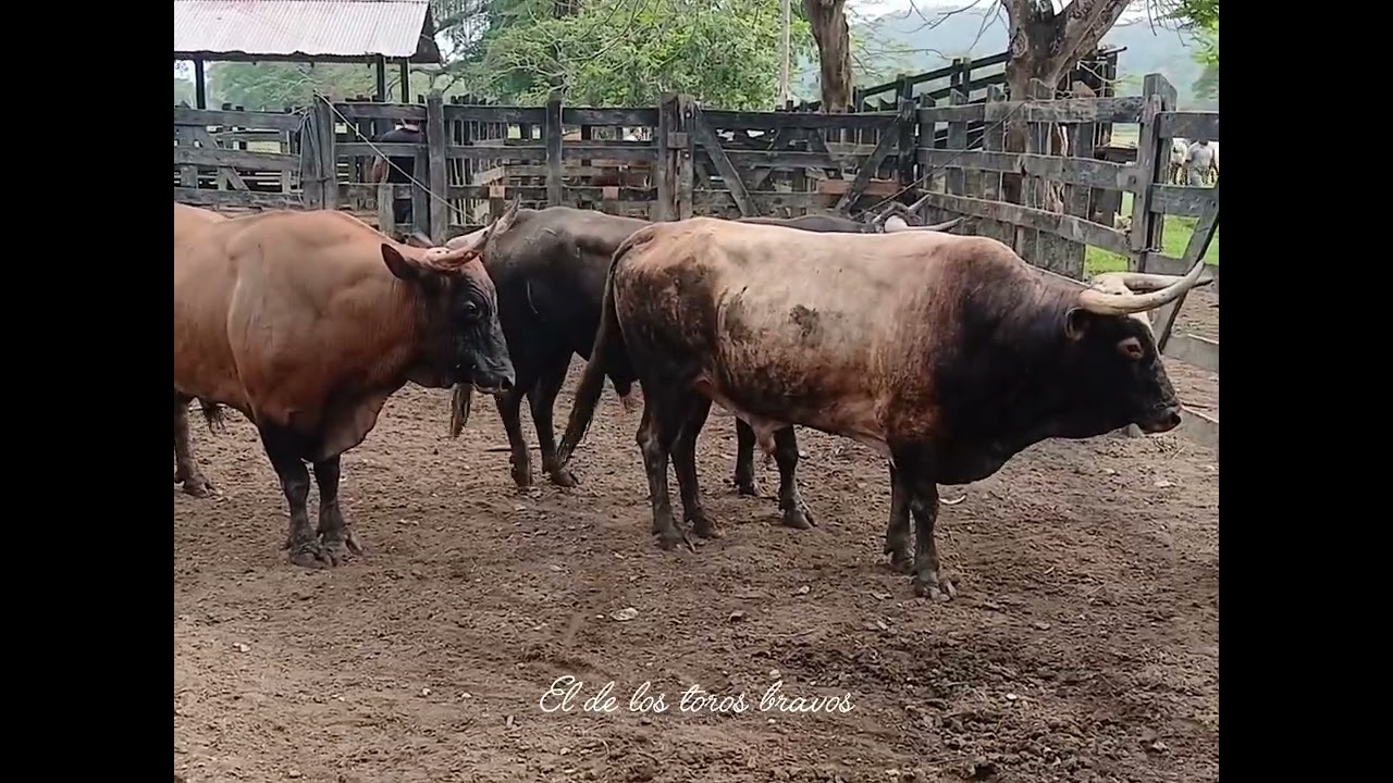 Ganaderia la española de ELbert anaya ,,, corralejas cienaga de oro 2026
