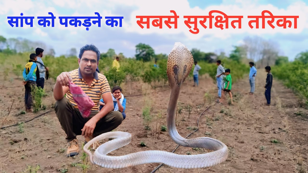 सांप कैसे पकड़ते हैं | how to catch snake | सांप पकड़ने का सही तरीका | saap kaise pakde