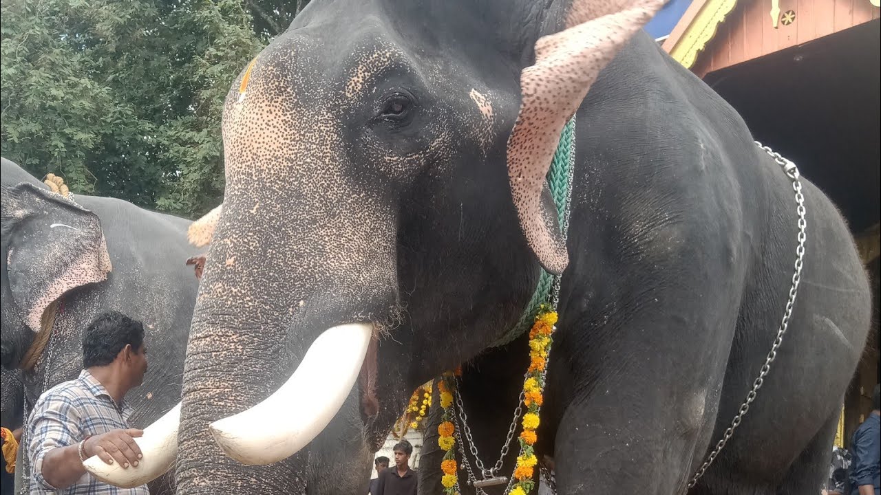തിരുനക്കര ശിവ ക്ഷേത്രത്തിലെ ആന ഊട്ടു //# elephant //#aanaoottu// Tomato Travel
