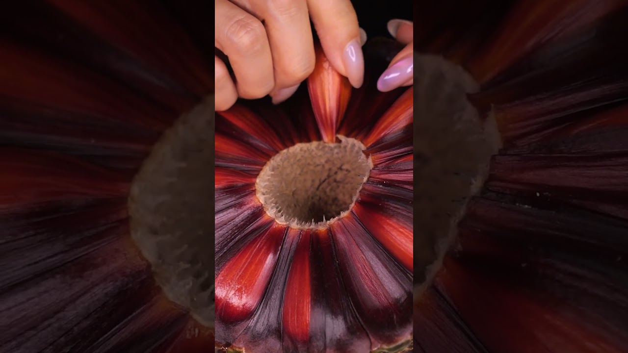 #asmr #satisfying Breaking apart a giant pinecone