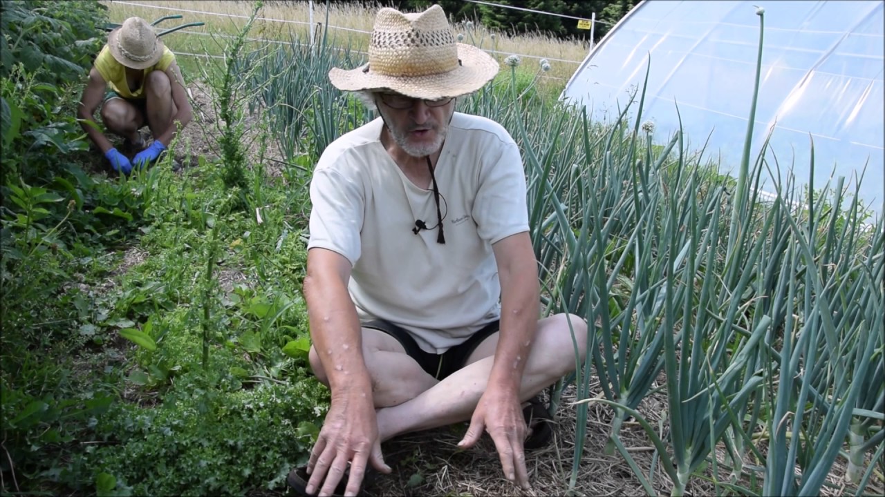 Le Potager du Paresseux : arroser or not arroser, that is...( 24 juin 2017)