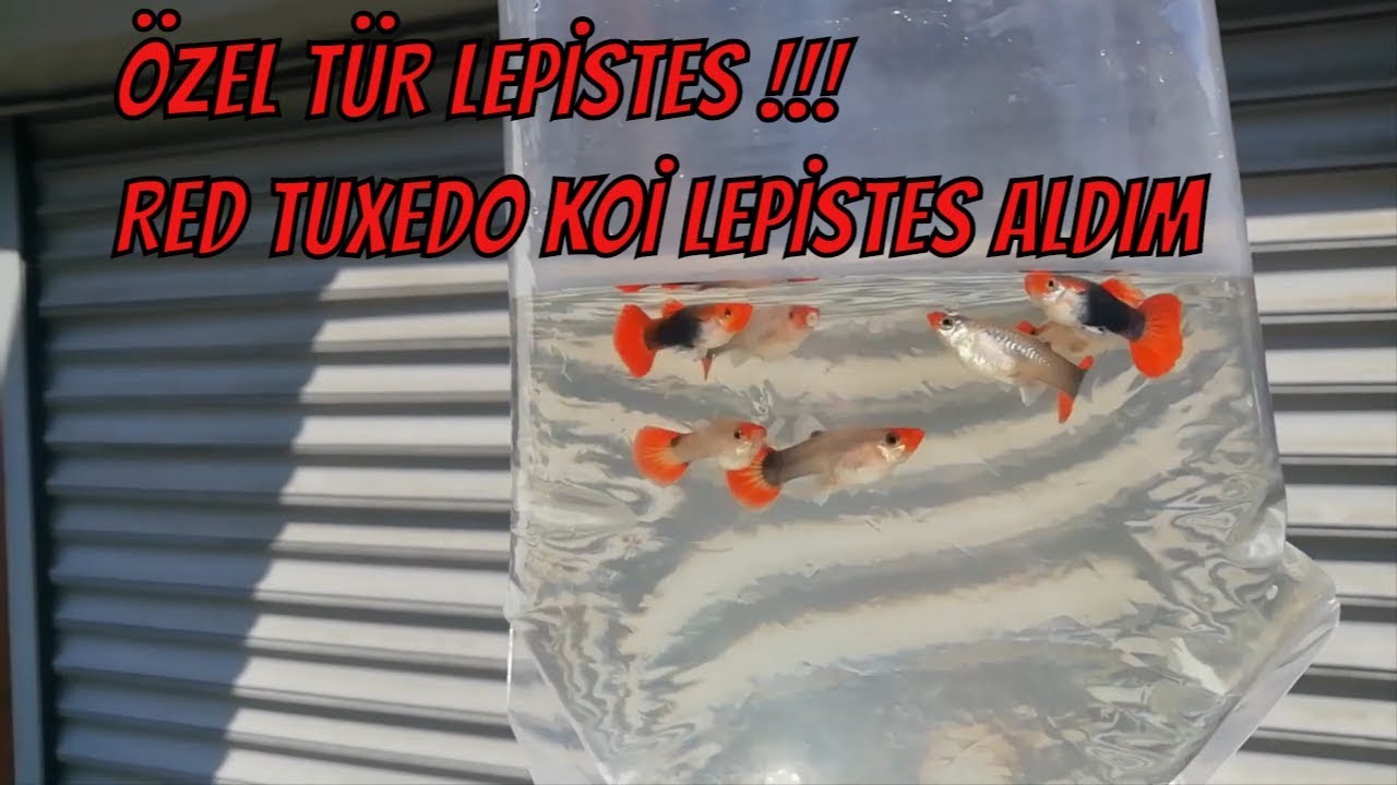 ÖZEL TÜR LEPİSTES, RED TUXEDO KOİ LEPİSTES ALDIM