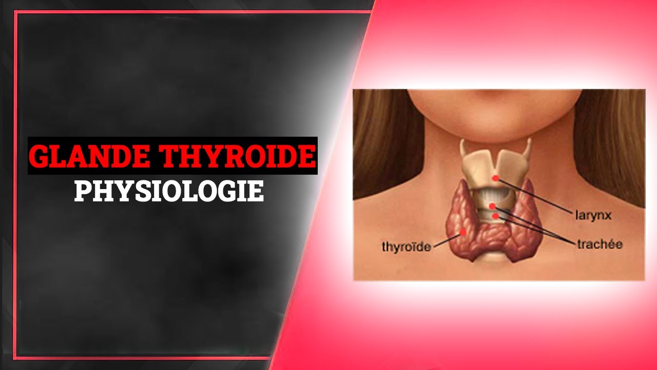 la Glande Thyroïde: Physiologie, Role TSH FT4 FT3 | Endocrinologie Medicale
