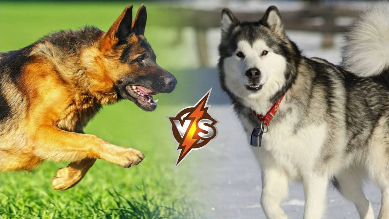 GERMAN SHEPHERD VS MALAMUTE - Who Would Win?