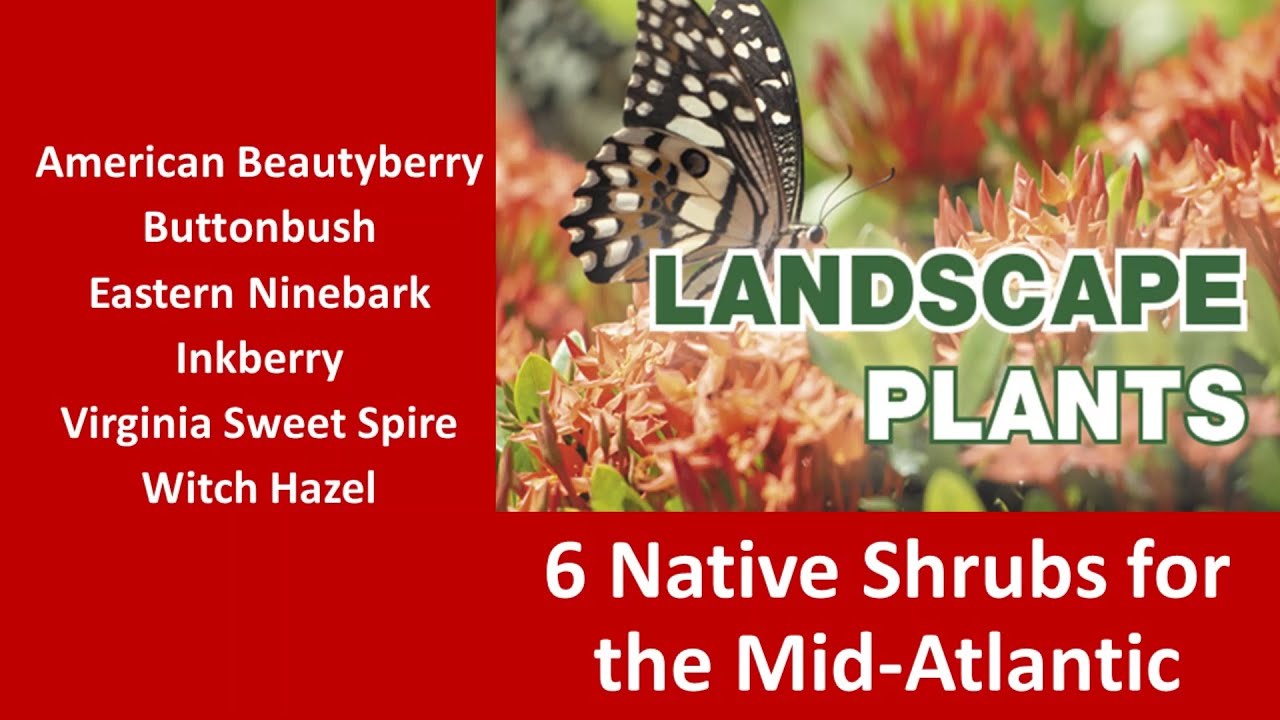 Landscape Plants: 6 Native Shrubs for the Mid-Atlantic