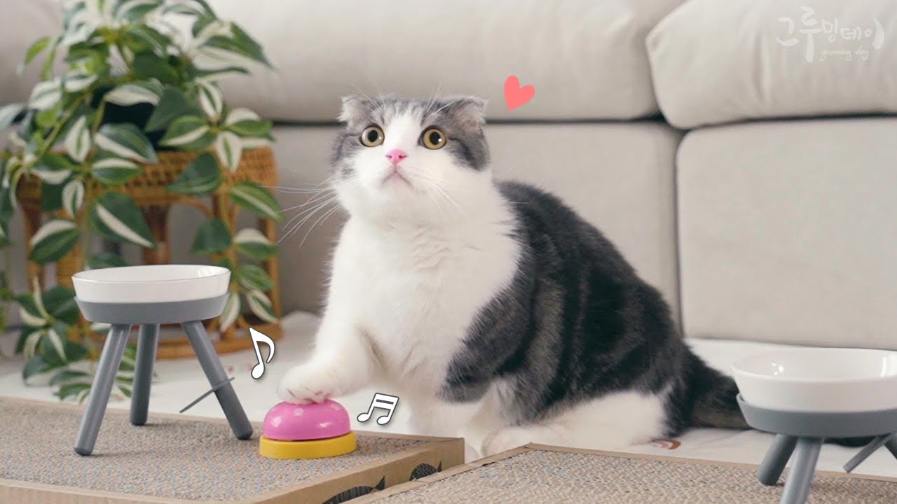 맛있는거 보면 벨치는 고양이 | 건강백서