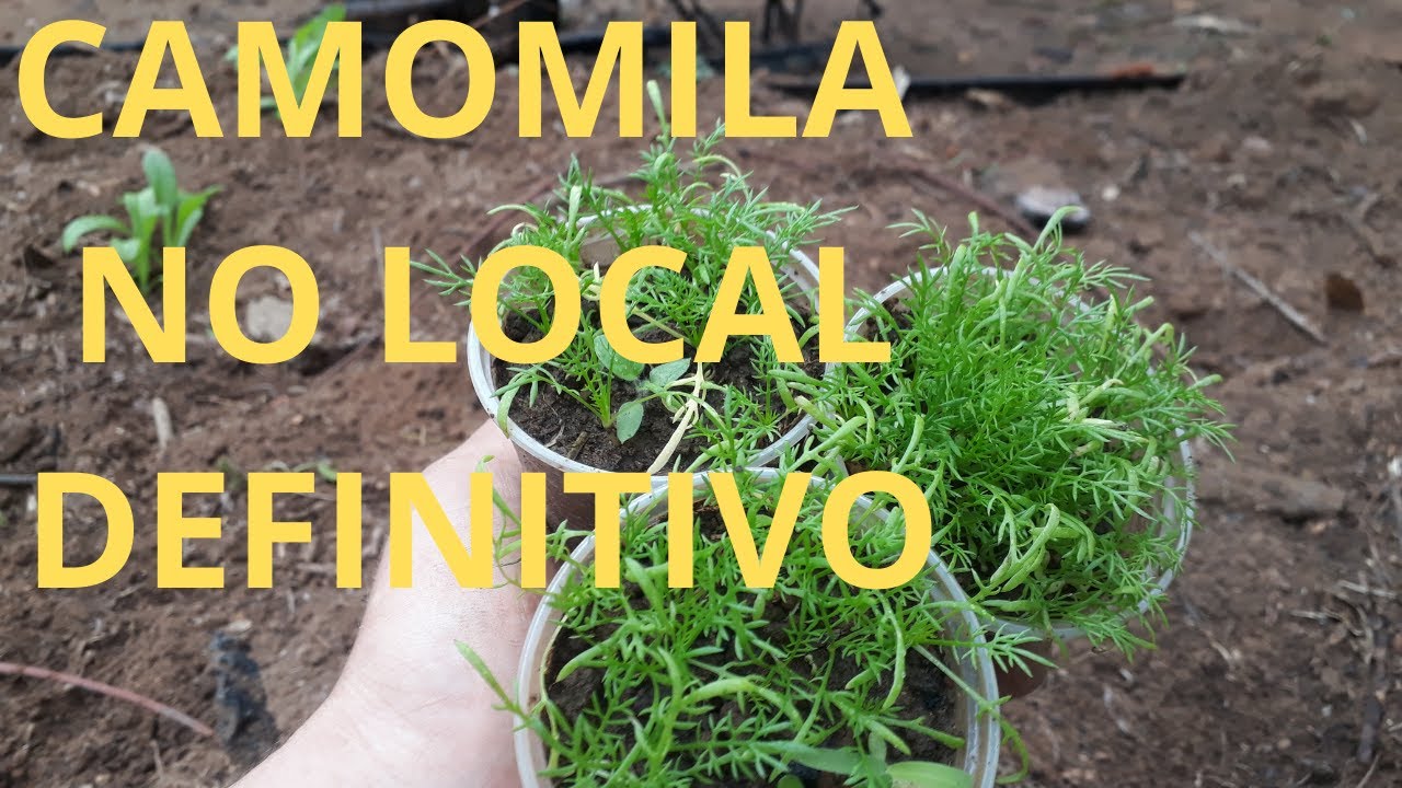 Como Plantar Camomila no local definitivo video 4