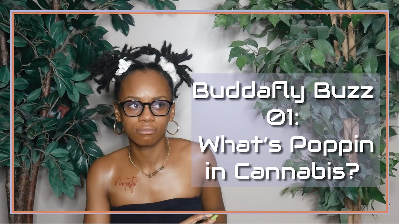 Buddafly Buzz 01 - What's Happening in the Cannabis Industry?!