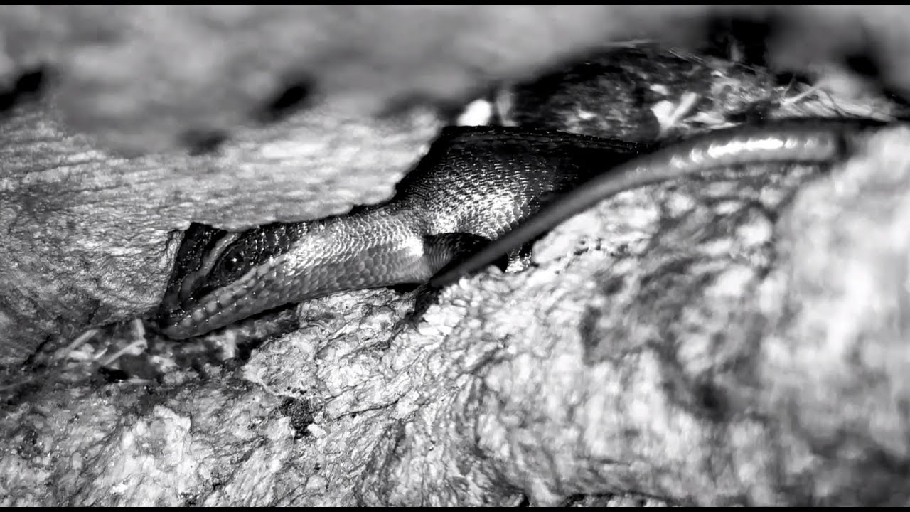 Striped Skink restlessly trying to sleep in the hole in camera tree  2/5/26
