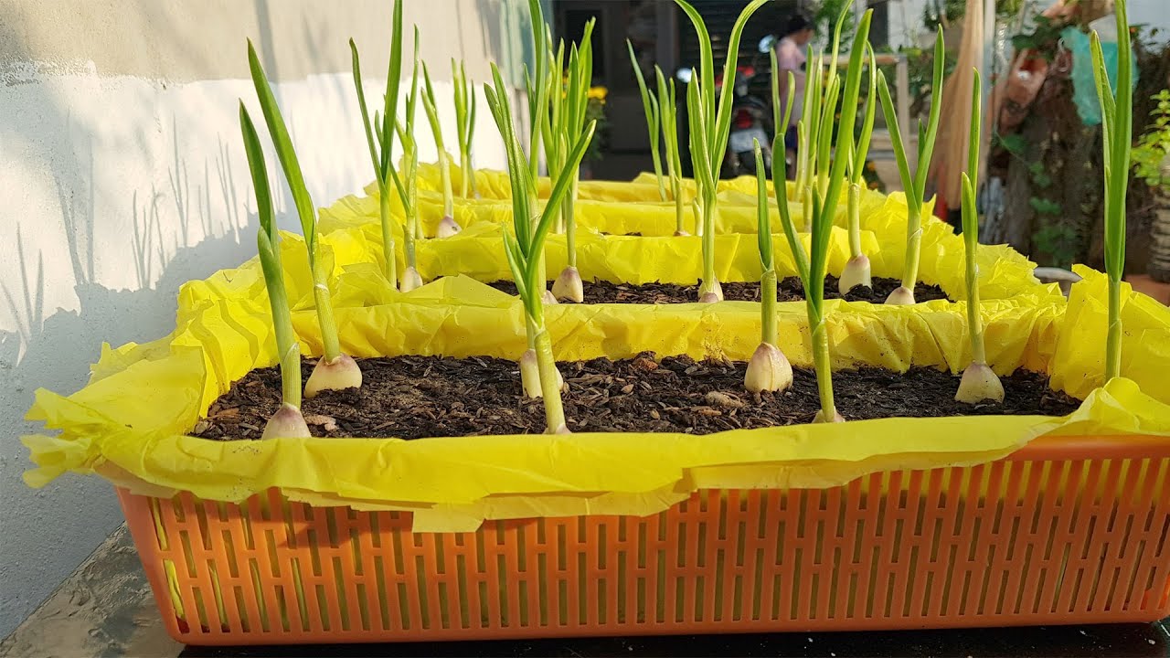 Cách trồng tỏi để ăn lá trong rổ nhựa đơn giản || How to grow garlic is simple