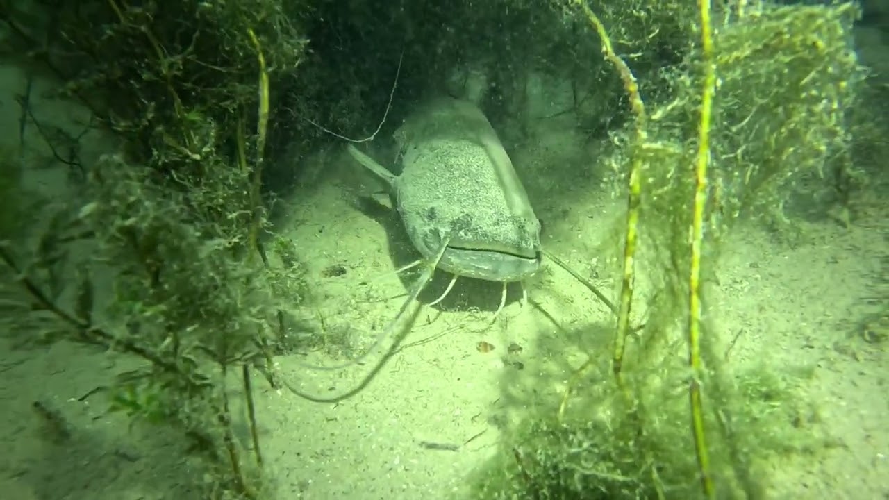 Meeting with catfish
