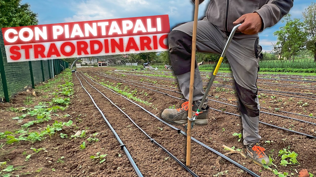 Come COLTIVARE i CETRIOLI in modo PROFESSIONALE
