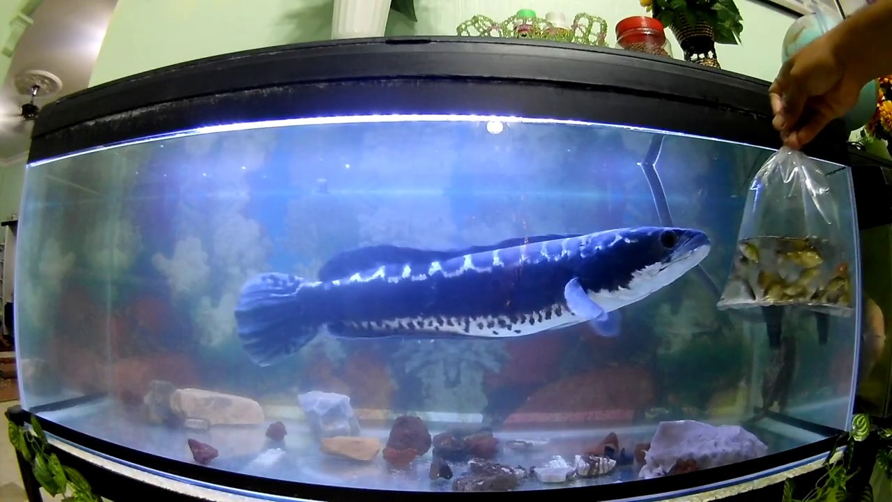Feeding Giant Snakehead TOMAN with fish and frogs