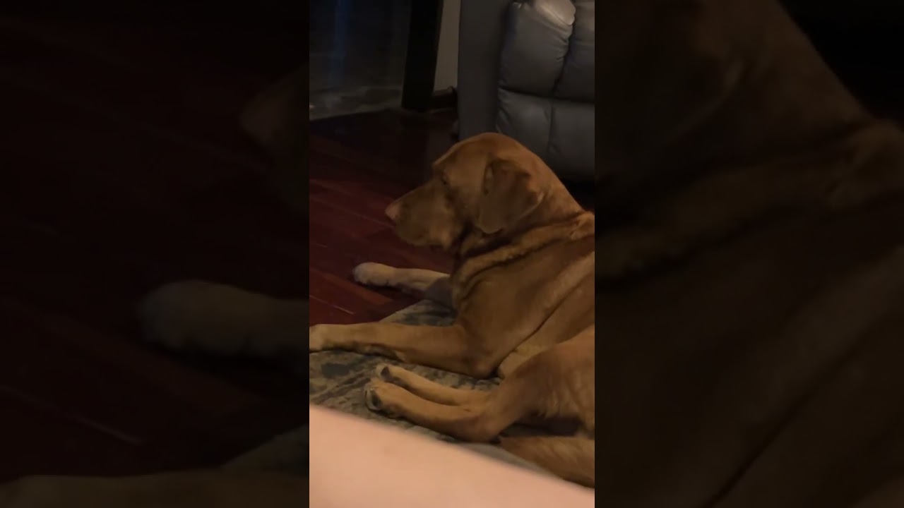 Dog scared of random voice!! 