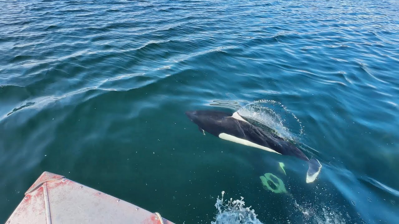 Porpoise Playing with Skiff in Barlow Cove near Juneau, Alaska