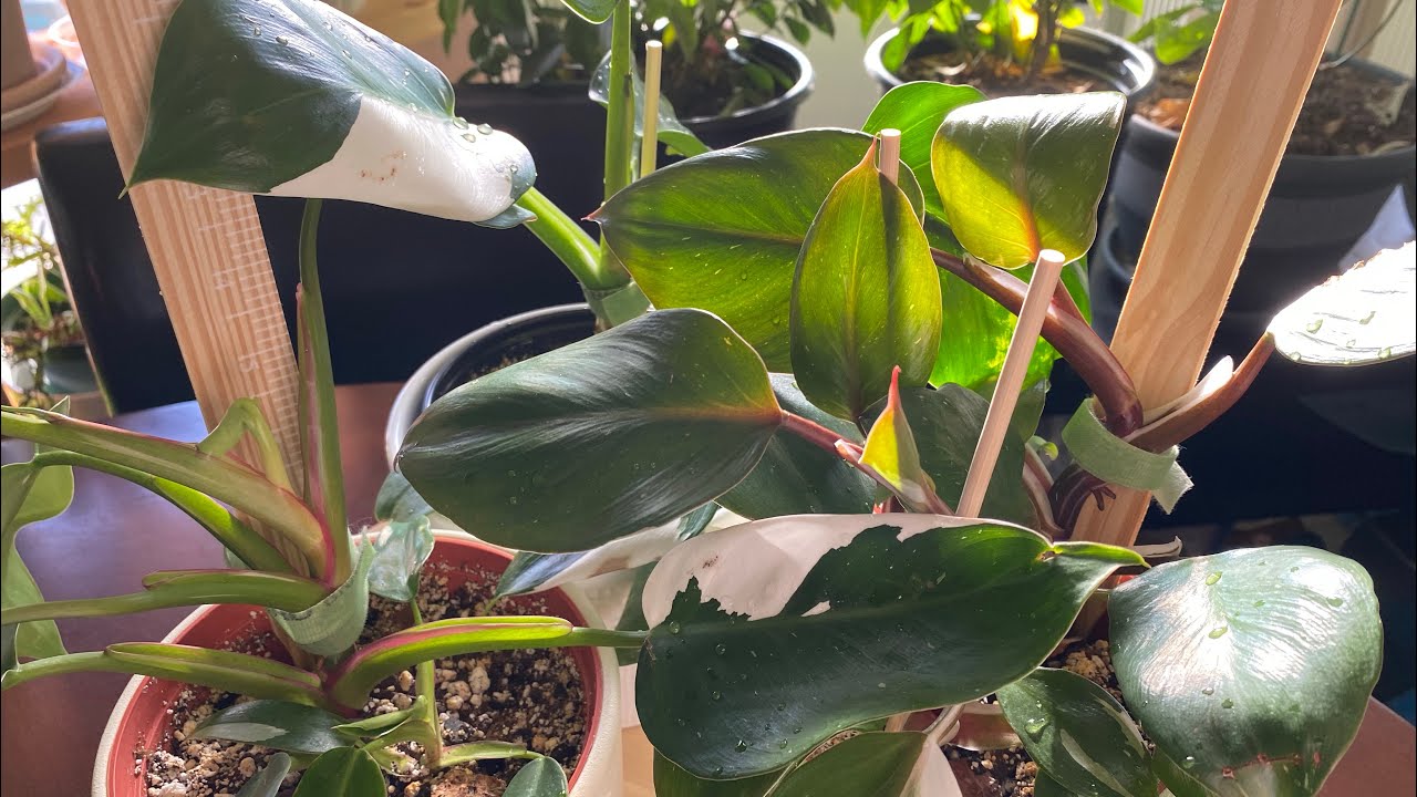 Triple Crown Houseplant = White Princess + White Wizard + White Knight | How to tell the difference?